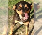 Small #1 Doberman Pinscher Mix