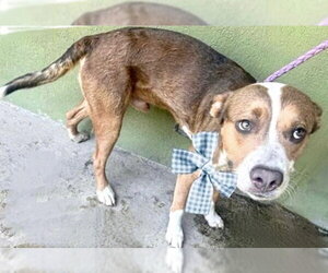 American Pit Bull Terrier-Unknown Mix Dogs for adoption in Houston, TX, USA