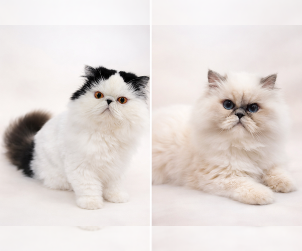 Medium Photo #1 ShiChi Puppy For Sale in MUSCLE SHOALS, AL, USA