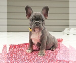 French Bulldog Puppy for sale in FRESNO, OH, USA