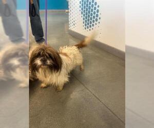 Shih Tzu Dogs for adoption in San Martin, CA, USA