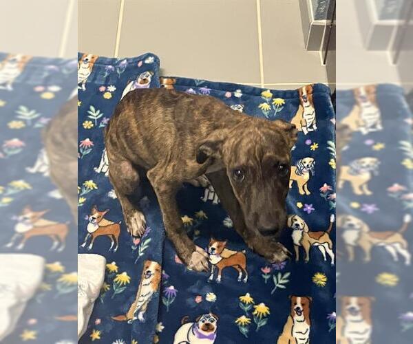 Medium Photo #1 American Pit Bull Terrier-Unknown Mix Puppy For Sale in Corpus Christi, TX, USA