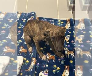 American Pit Bull Terrier-Unknown Mix Dogs for adoption in Corpus Christi, TX, USA