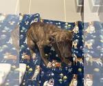 ANGELA - Female American Pit Bull Terrier-Unknown Mix Dog for Adoption - Small photo