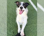 Small #5 Chihuahua Mix