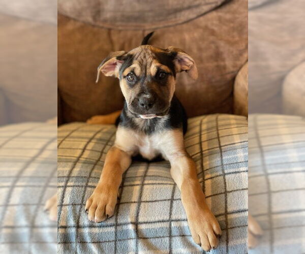 Medium Photo #1 Mutt Puppy For Sale in Duluth, MN, USA