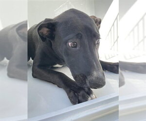 Staffordshire Bull Terrier-Unknown Mix Dogs for adoption in Houston, TX, USA
