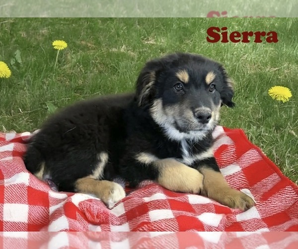 Medium Photo #16 Australian Shepherd Puppy For Sale in WILLIAMS, AZ, USA