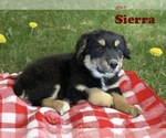 Puppy Sierra Australian Shepherd