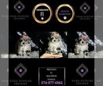 Small Photo #142 Maltipoo Puppy For Sale in WARSAW, IN, USA