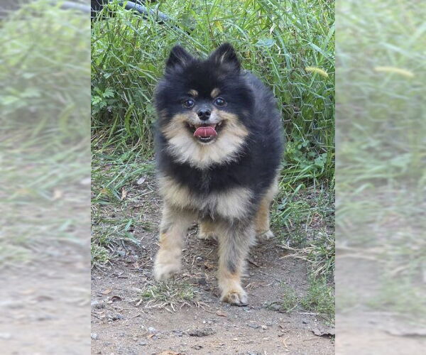 Medium Photo #2 Pomeranian Puppy For Sale in Chester, NJ, USA