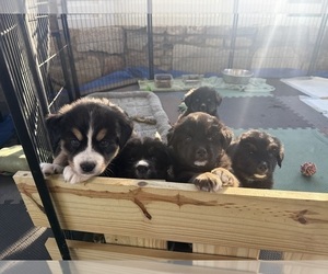 Bernese Mountain Dog-Siberian Husky Mix Puppy for sale in COATS, NC, USA