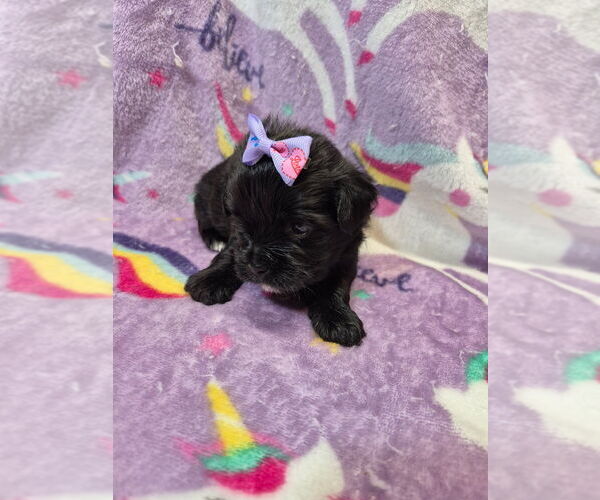 Medium Photo #3 Shorkie Tzu-Yorkshire Terrier Mix Puppy For Sale in YADKINVILLE, NC, USA