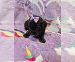 Puppy Puppy 2 Shorkie Tzu-Yorkshire Terrier Mix