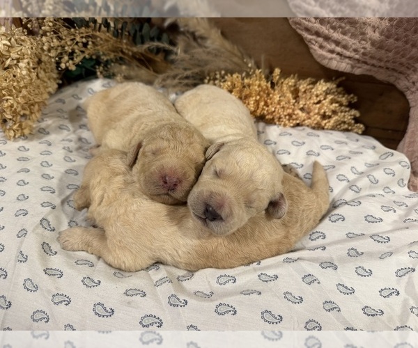 Medium Photo #1 Labradoodle Puppy For Sale in PEMBROKE, GA, USA