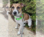 Small Photo #2 Jack Russell Terrier Puppy For Sale in Lancaster, PA, USA
