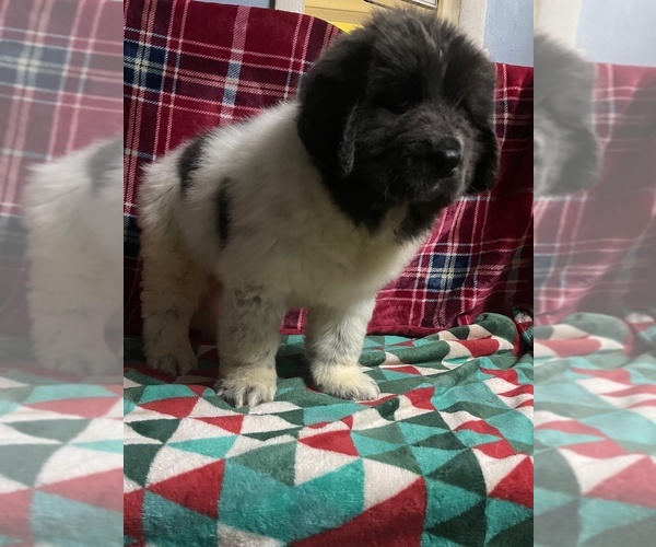 Medium Photo #10 Newfoundland Puppy For Sale in AURORA, IN, USA