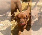 Small Photo #6 America Bandogge Mastiff-Mastiff Mix Puppy For Sale in FORT GARLAND, CO, USA