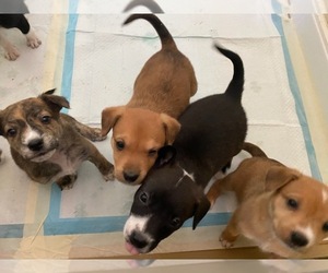 American Pit Bull Terrier-Border Collie Mix Puppy for sale in PORTLAND, OR, USA