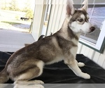 Small Photo #10 Siberian Husky Puppy For Sale in DEARBORN, MO, USA