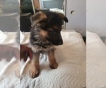 Puppy Red German Shepherd Dog