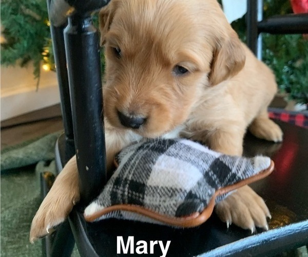 Medium Photo #3 Golden Retriever Puppy For Sale in LE ROY, MN, USA