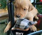 Small Photo #17 Golden Retriever Puppy For Sale in LE ROY, MN, USA