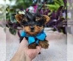 Small #1 Yorkshire Terrier