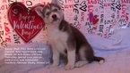 Small Photo #2 Siberian Husky Puppy For Sale in LAURENS, SC, USA