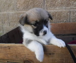 Small Photo #3 Pembroke Welsh Corgi Puppy For Sale in REDDING, CA, USA