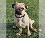 Small Photo #3 Pug Puppy For Sale in Lake elsinore, CA, USA