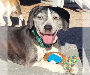 Beagle-Unknown Mix Dogs for adoption in Las Vegas, NV, USA