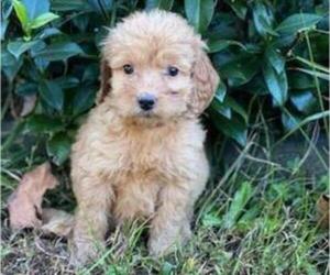 Goldendoodle Puppy for sale in HICKORY, NC, USA