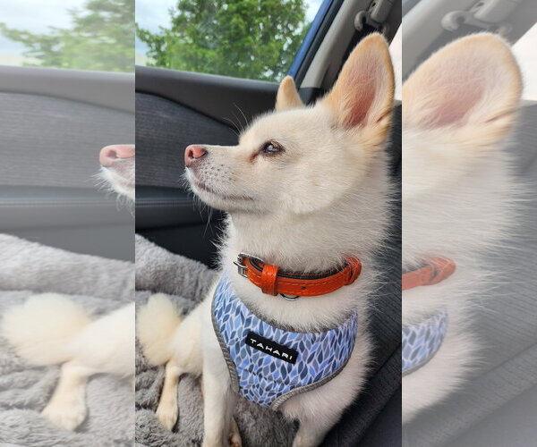 Medium Photo #2 Pomsky Puppy For Sale in McKinney, TX, USA