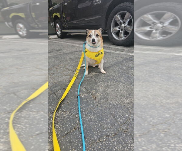 Medium Photo #3 Jack Chi Puppy For Sale in Studio City, CA, USA