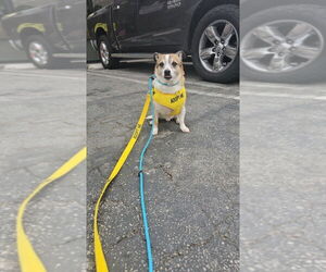 Cameo #5060 - Male Jack Chi Dog for Adoption - Photo #3