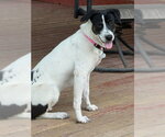 Small #2 Borador