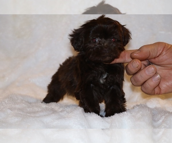 Medium Photo #18 ShihPoo Puppy For Sale in DYERSBURG, TN, USA