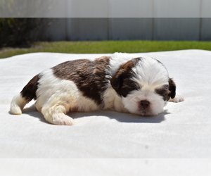 Shih Tzu Puppy for sale in PALM COAST, FL, USA