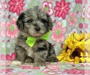 Pembroke Welsh Corgi-Poodle (Miniature) Mix Puppy for sale in LANCASTER, PA, USA