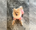 Small Photo #1 Pomeranian Puppy For Sale in SILVERTON, OR, USA