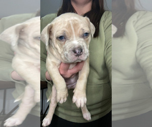 American Bully Puppy for sale in ODUM, GA, USA