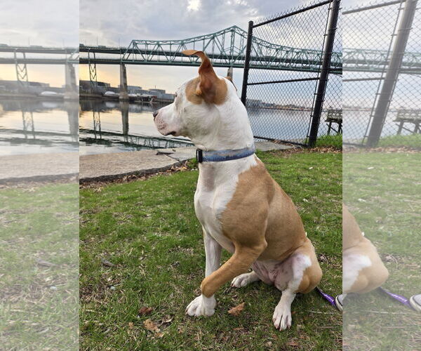 Medium Photo #5 Mutt Puppy For Sale in Hillsboro, NH, USA