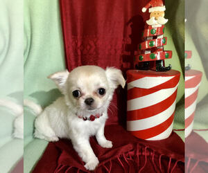 Chihuahua Puppy for sale in NEWVILLE, PA, USA