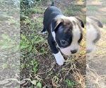 Small #8 Boston Terrier