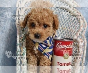 Poodle (Toy) Puppy for sale in SANGER, TX, USA