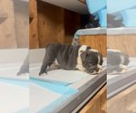 Small #8 English Bulldog