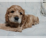 Small Photo #5 Cocker Spaniel Puppy For Sale in WEST CHESTER, OH, USA