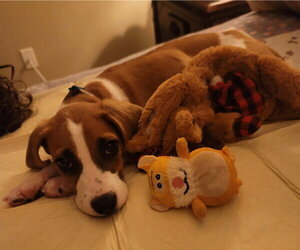 American Foxhound-Beagle Mix Dogs for adoption in Raleigh, NC, USA