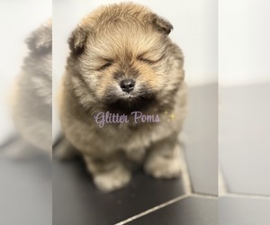 Pomeranian Puppy for Sale in LEHIGH ACRES, Florida USA